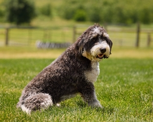 Prince Mini Bernadoodle 